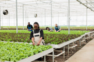 Entrepreneuriat en Namibie