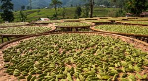 exportation de la cardamome